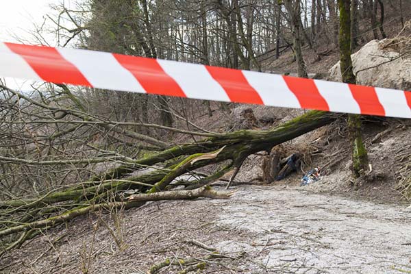 Road closed because of a fallen tree