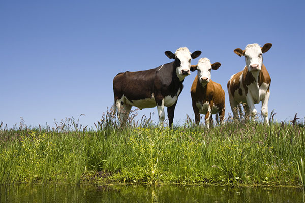 Cows standing next to a stream