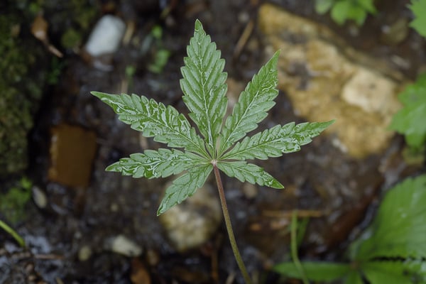 A close-up image of a marijuana leaf against an earthy background