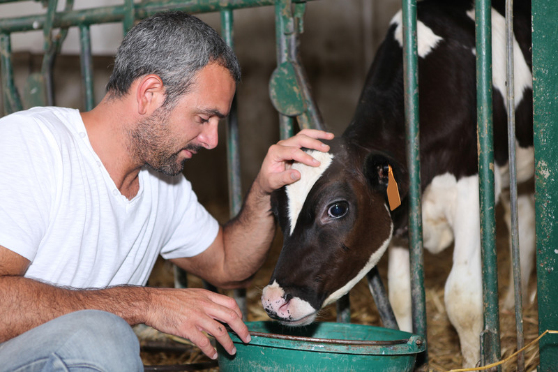 Farmer feeding calf